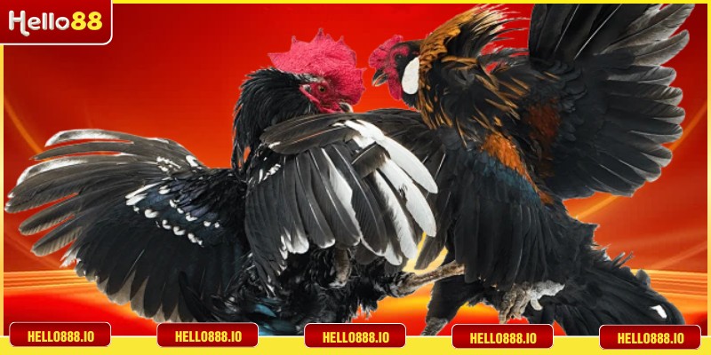 Tổng hợp loại hình giải trí hấp dẫn hàng đầu